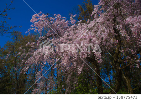 春の訪れを告げるいろいろな桜たち 138775473