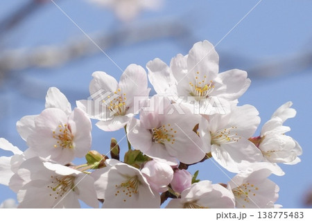 青空に映える桜 ソメイヨシノ 青空に映える桜 ソメイヨシノ 138775483