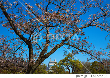 春の訪れを告げるいろいろな桜たち 春の訪れを告げるいろいろな桜たち 138775488
