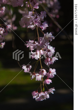 春の訪れを告げるいろいろな桜たち 138775491