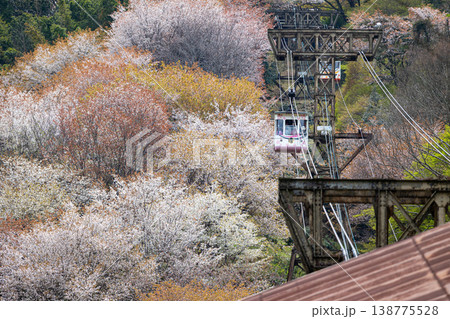 吉野山の桜 吉野山の桜 138775528