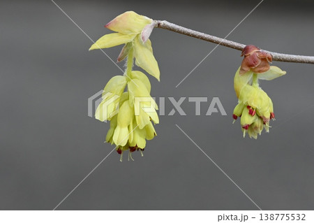 トサミズキの花 138775532