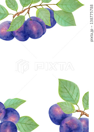 Vertical frame with plums and leaves. Watercolor botanical illustration. Harvest and production. Hand drawn isolated art. Berry for a postcard or packaging for food or juices 138775788