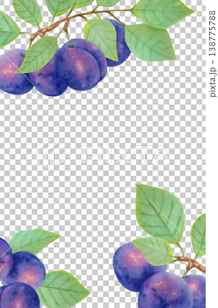 Vertical frame with plums and leaves. Watercolor botanical illustration. Harvest and production. Hand drawn isolated art. Berry for a postcard or packaging for food or juices 138775788