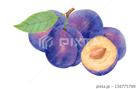 Composition of a whole plum, a half, and a leaf. Purple berry. Watercolor botanical illustration. Harvest, production. Hand drawn isolated art. For kitchen towels or packaging for food and juices. 138775789