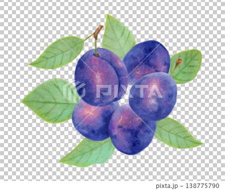 Composition of whole plums with leaves. Watercolor botanical illustration. Harvesting and growing berries. Hand drawn isolated art. Fruit sketch for menu design, packaging, recipes. Healthy eating. Composition of whole plums with leaves. Watercolor botanical illustration. Harvesting and growing berries. Hand drawn isolated art. Fruit sketch for menu design, packaging, recipes. Healthy eating. 138775790
