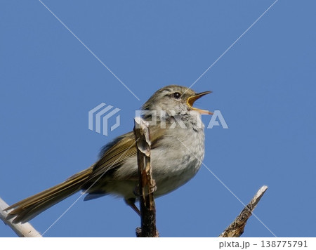青空の下でさえずるウグイス（Japanese bush warbler singing on bra 138775791