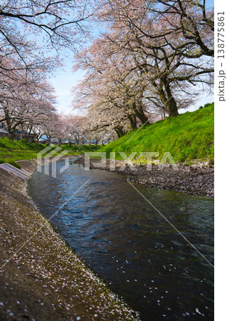 桜のある風景ー吉野瀬川 138775861