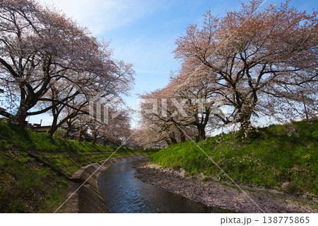 桜のある風景ー吉野瀬川 桜のある風景ー吉野瀬川 138775865