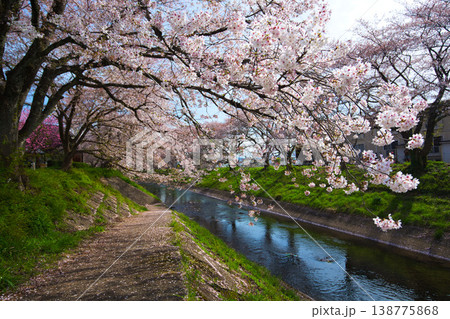 桜のある風景ー吉野瀬川 138775868