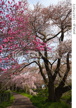 桜のある風景ー吉野瀬川 桜のある風景ー吉野瀬川 138775872