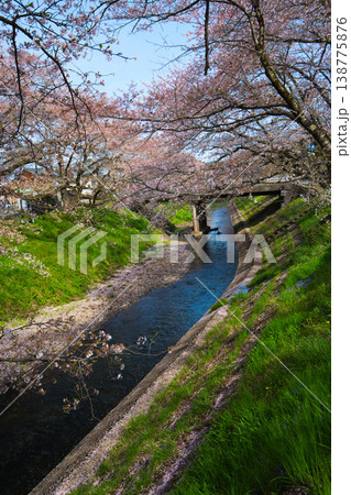 桜のある風景ー吉野瀬川 桜のある風景ー吉野瀬川 138775876