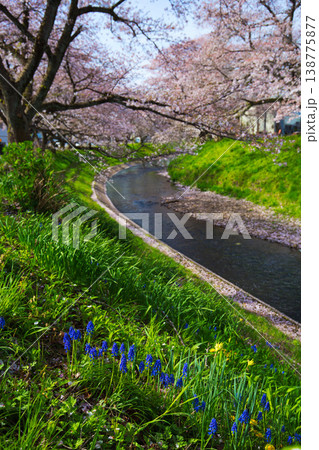 桜のある風景ー吉野瀬川 桜のある風景ー吉野瀬川 138775877