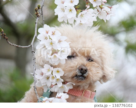 桜の花とかわいい小型犬 桜の花とかわいい小型犬 138776102