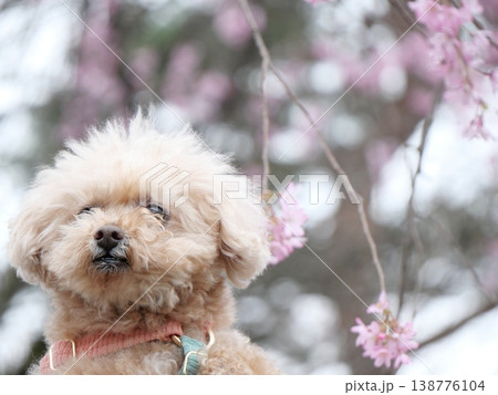 桜の花と白いトイプードル 138776104
