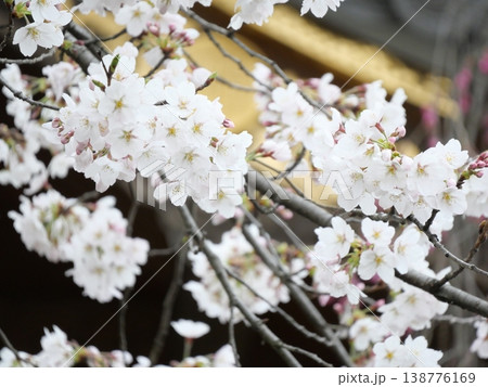 白い桜 白い桜 138776169