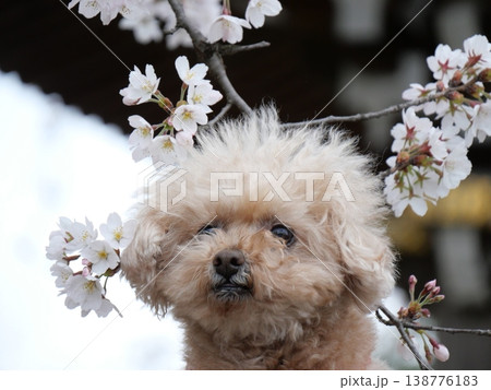 桜の花とかわいい小型犬 桜の花とかわいい小型犬 138776183