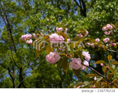 春のやわらかな光に咲く八重桜　新緑に包まれた穏やかな季節の風景 138776218