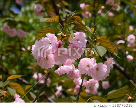 満開の八重桜　ふんわりと咲く関山の花と新緑の美しい春景色 138776219