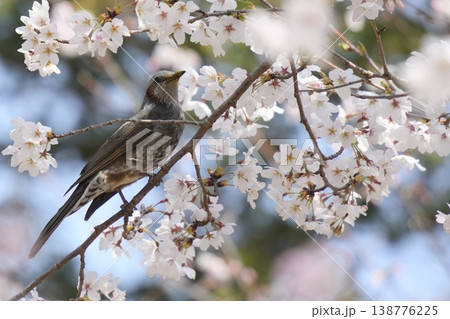 満開の桜とヒヨドリ 138776225