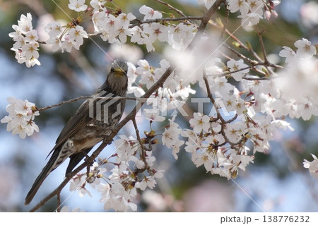 満開の桜とヒヨドリ 138776232