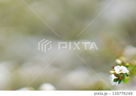 白い小花と緑の葉 ナチュラルなボケ背景 白い小花と緑の葉 ナチュラルなボケ背景 138776289