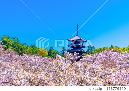 仁和寺の御室桜と五重塔 仁和寺の御室桜と五重塔 138776320
