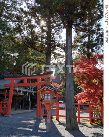 赤い鳥居と大木 138776548