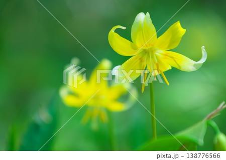 春の花 キバナカタクリ 春の花 キバナカタクリ 138776566