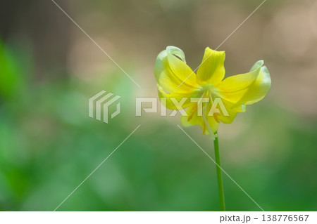 春の花　キバナカタクリ 138776567