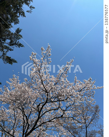 空と桜と新緑 空と桜と新緑 138776577
