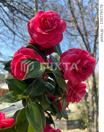 情熱的な赤色の椿 138776579