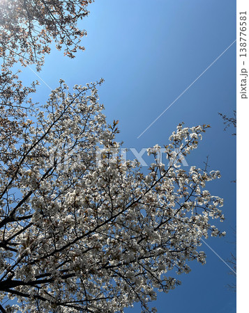 春晴れの空と満開の桜の木 春晴れの空と満開の桜の木 138776581