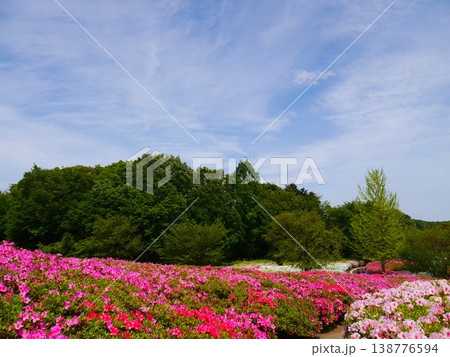 コピースペースたっぷりの春の花畑と新緑の森|青空とカラフルなツツジの風景 コピースペースたっぷりの春の花畑と新緑の森|青空とカラフルなツツジの風景 138776594