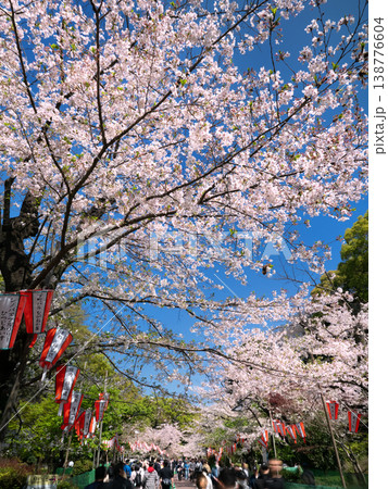上野恩賜公園の桜並木 上野恩賜公園の桜並木 138776604