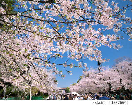 上野恩賜公園の桜並木 138776606