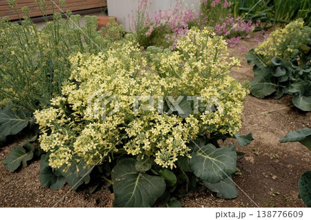 ブロッコリーの花 138776609