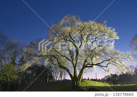 一本桜 - ライトアップされた美しい鉢形城址の氏邦桜(2026年3月) 一本桜 - ライトアップされた美しい鉢形城址の氏邦桜(2026年3月) 138776660
