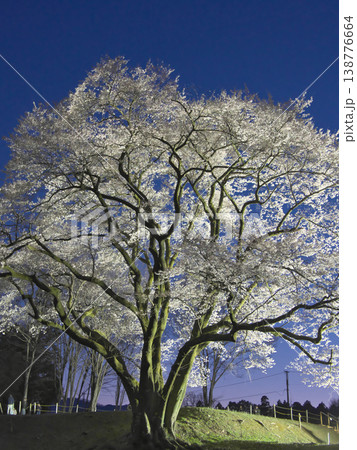 一本桜 - ライトアップされた美しい鉢形城址の氏邦桜(2026年3月) 一本桜 - ライトアップされた美しい鉢形城址の氏邦桜(2026年3月) 138776664