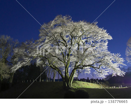 一本桜 - ライトアップされた美しい鉢形城址の氏邦桜(2026年3月) 一本桜 - ライトアップされた美しい鉢形城址の氏邦桜(2026年3月) 138776665