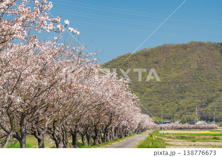一般道の傍にある桜道のイメージ【岡山県岡山市】 138776673