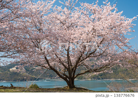 瀬戸内海と桜満開を楽しめる眺望イメージ【岡山県瀬戸内市】 瀬戸内海と桜満開を楽しめる眺望イメージ【岡山県瀬戸内市】 138776676