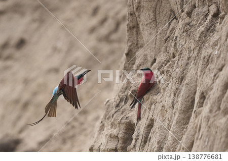Colony of Southern Carmine Bee-eater Colony of Southern Carmine Bee-eater 138776681