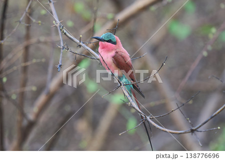 Southern Carmine Bee-eater Southern Carmine Bee-eater 138776696