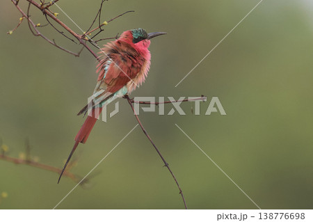 Southern Carmine Bee-eater Southern Carmine Bee-eater 138776698