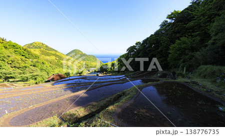 石部の棚田、海越しの駿河湾と富士山 石部の棚田、海越しの駿河湾と富士山 138776735