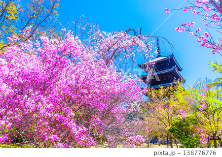 仁和寺の御室桜と五重塔 仁和寺の御室桜と五重塔 138776776