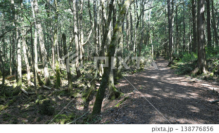 青木ヶ原樹海 富士山麓 青木ヶ原樹海 富士山麓 138776856