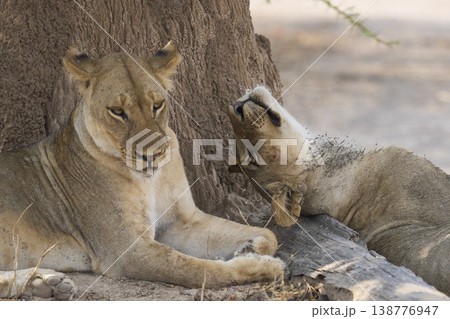 Pride of African Lion Pride of African Lion 138776947