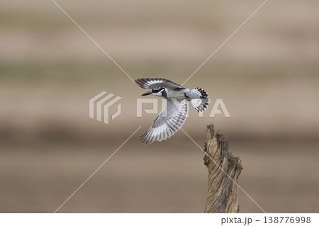 Pied Kingfisher hunting Pied Kingfisher hunting 138776998